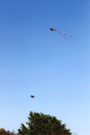 青い空に舞う（飛ぶ）