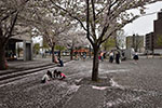 桜の木の下で