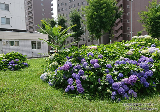 画像：紫陽花