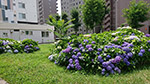 紫陽花